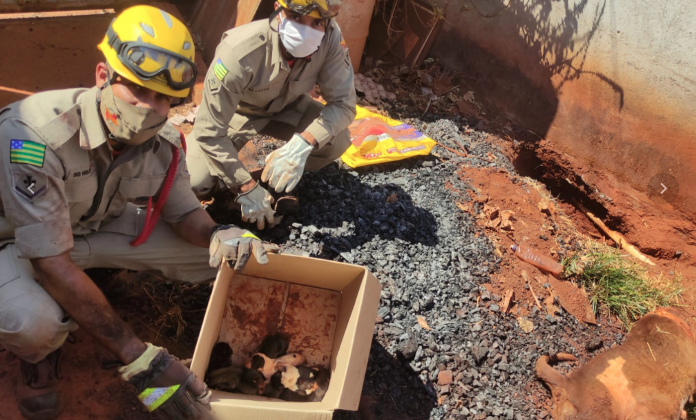 Cadela morre soterrada em Goianira, mas bombeiros conseguem salvar filhotes (Foto: Bombeiros)