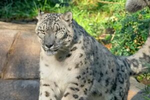 De leopardo a gorilas, os animais mais improváveis que já tiveram covid-19