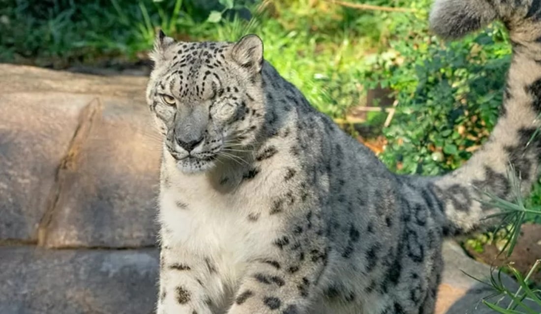 De leopardo a gorilas, os animais mais improváveis que já tiveram covid-19
