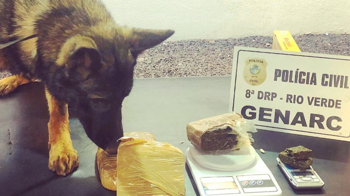 Cães da polícia encontram droga avaliada em R$ 40 mil em Rio Verde (Foto: Divulgação - PC)
