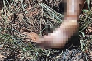 Preso terceiro suspeito de estuprar, matar e atear fogo na genitália de adolescente, em Aparecida