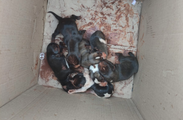 Cadela morre soterrada em Goianira, mas bombeiros conseguem salvar filhotes (Foto: Bombeiros)