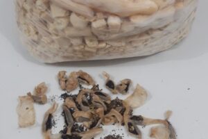 Presa suspeita de tentar entregar drogas dentro de biscoito para custodiado, em Trindade