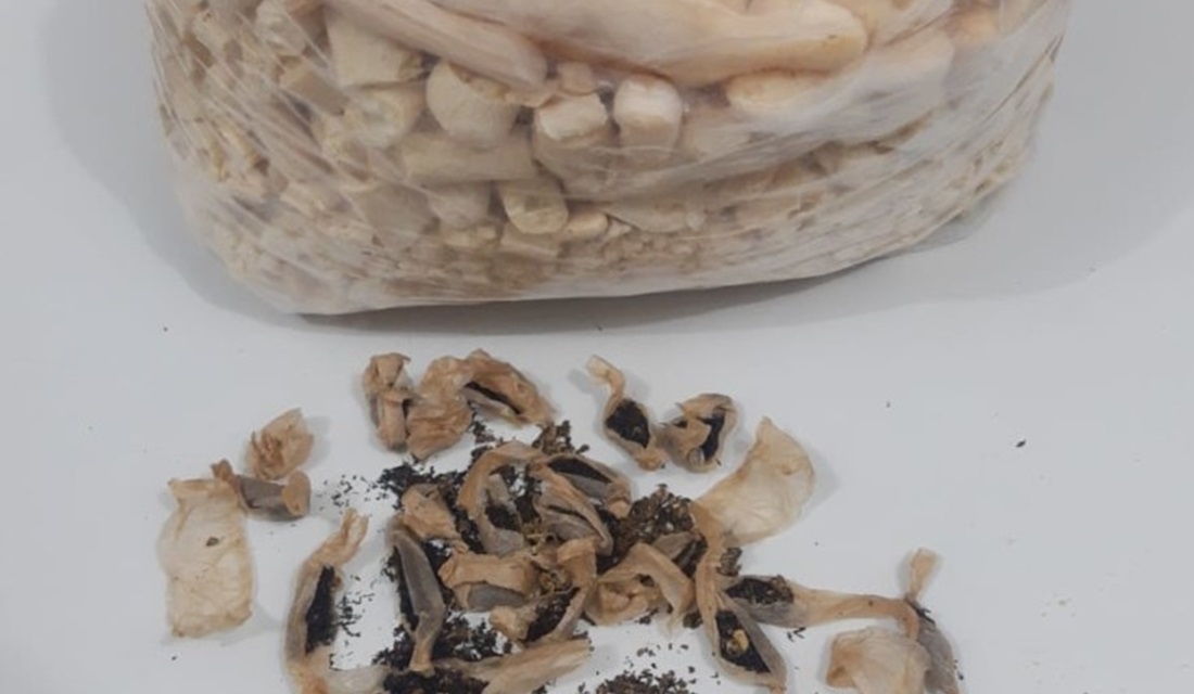 Presa suspeita de tentar entregar drogas dentro de biscoito para custodiado, em Trindade (Foto: Reprodução/DGAP)