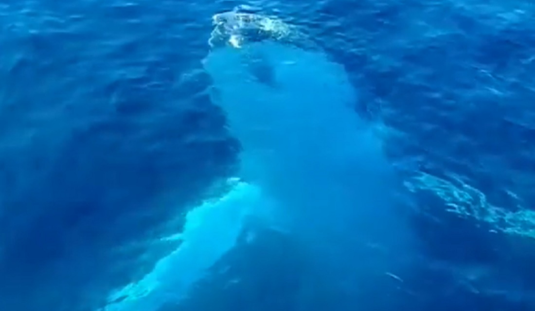 Baleia é filmada dando 'oi' para navegantes e girando debaixo da água: vídeo