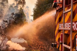 Incêndio consome 5 alqueires de plantação de eucalipto, em Corumbá