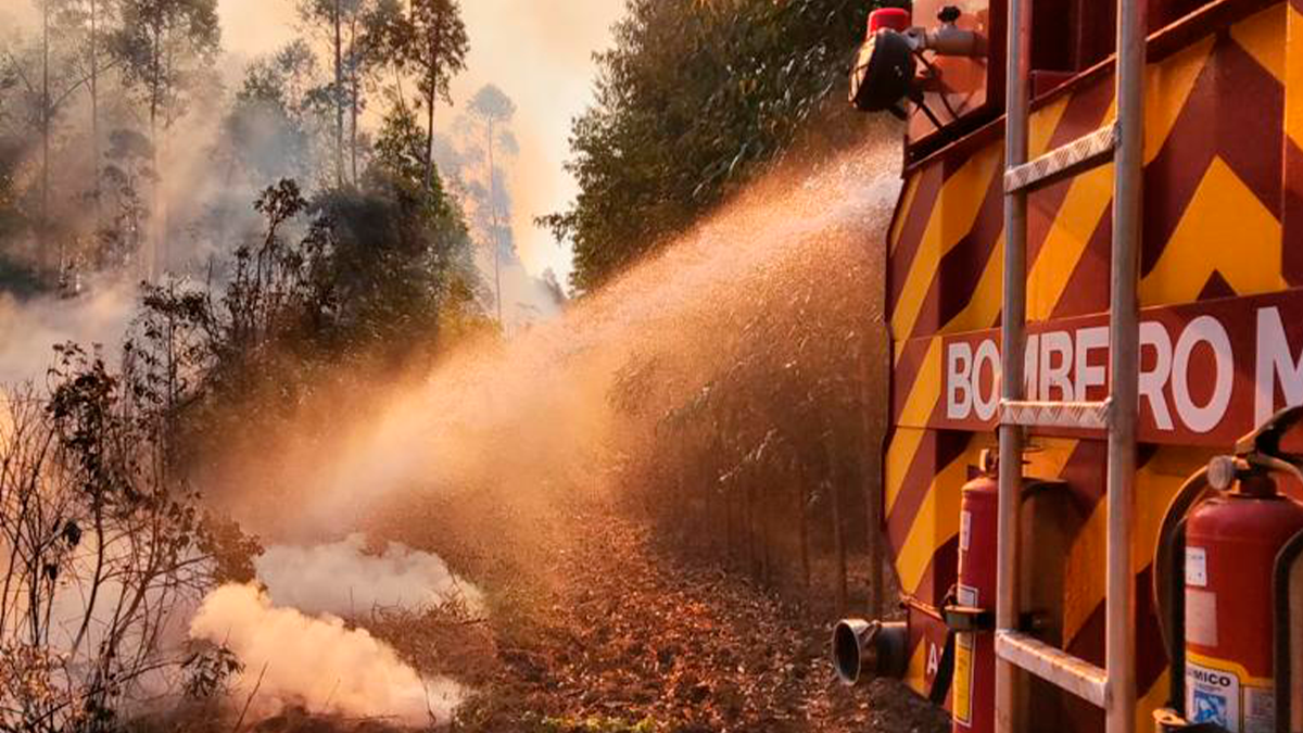 Incêndio consome 5 alqueires de plantação de eucalipto, em Corumbá