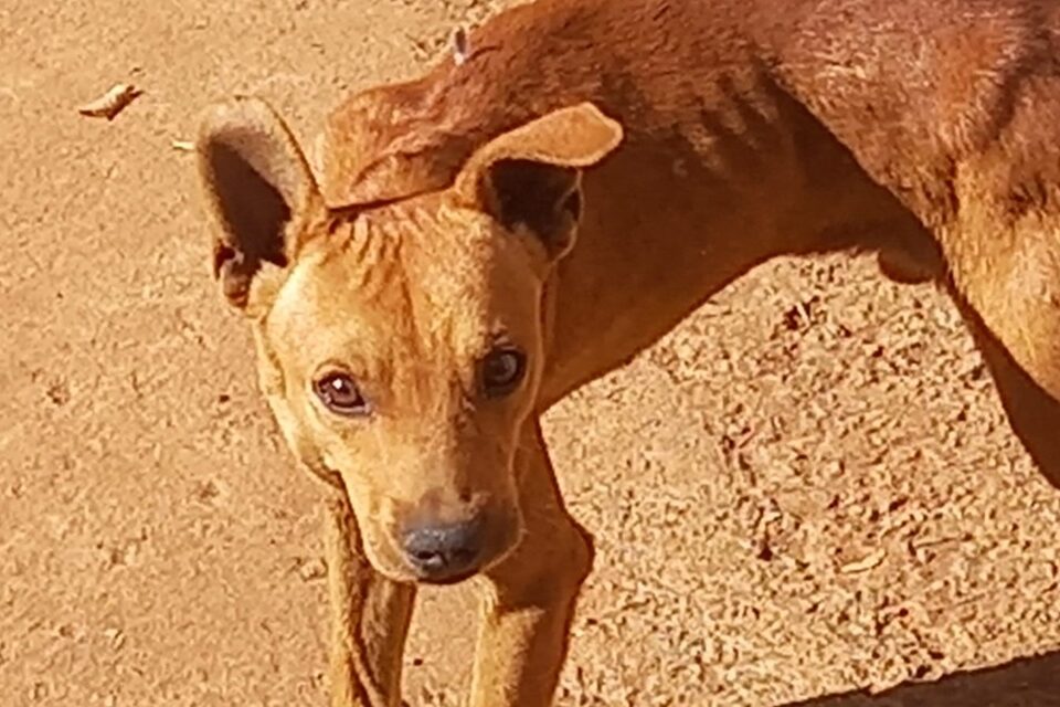 Polícia encontra nove cães desnutridos em residência de Aparecida