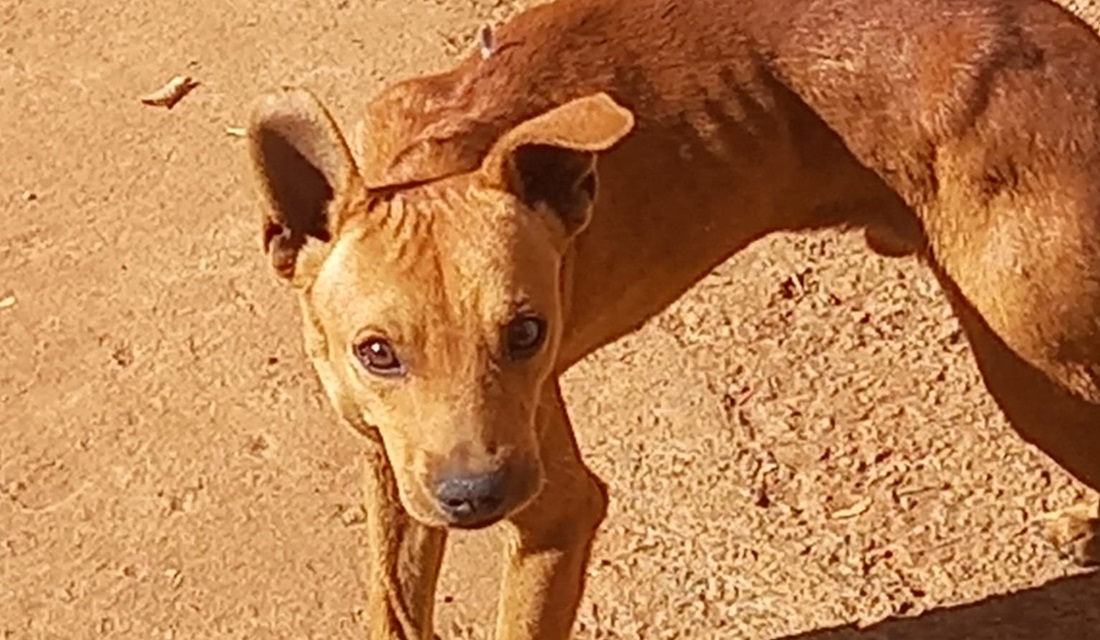 Polícia encontra nove cães desnutridos em residência de Aparecida