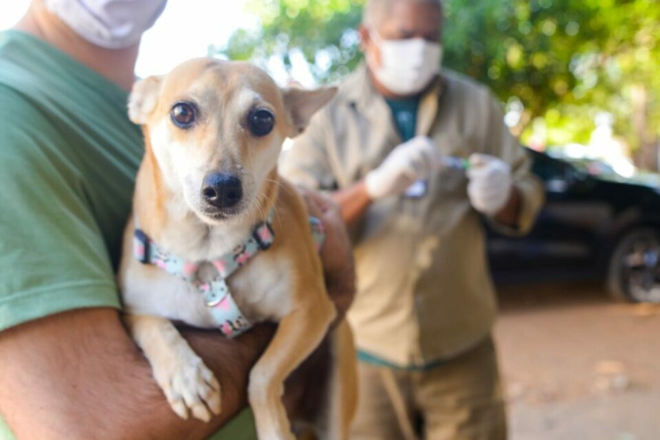 Anápolis anuncia vacinação antirrábica em setembro (Foto: Jucimar de Sousa/ Mais Goiás)
