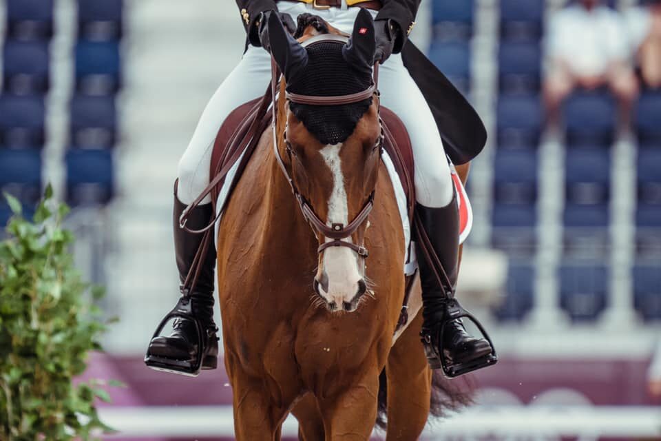 Cavalo Jet Set