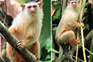 Fêmea (à esq.) e macho da espécie Sagui-de-schneider, identificada por pesquisadores brasileiros na região entre os rios Juruena e Teles Pires, em municípios como Paranaíta e Alta Floresta (MT) - Diego Silva/Divulgação