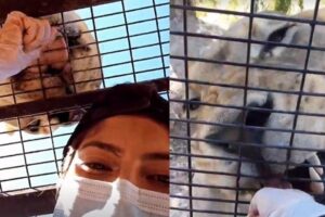 Cerca é deixada aberta e guia de 21 anos é morta por tigre no Chile