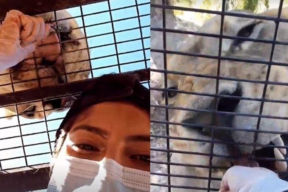 Cerca é deixada aberta e guia de 21 anos é morta por tigre no Chile