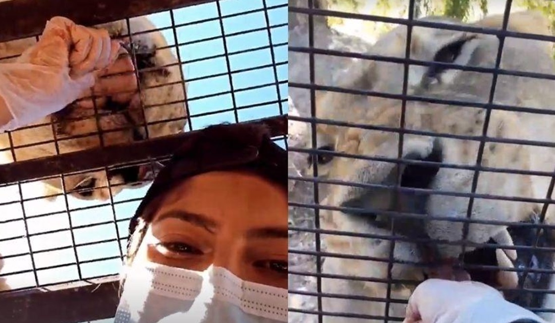 Cerca é deixada aberta e guia de 21 anos é morta por tigre no Chile