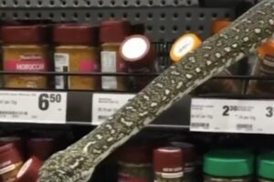 Píton de 3 metros surpreende clientes ao surgir em prateleira de mercado