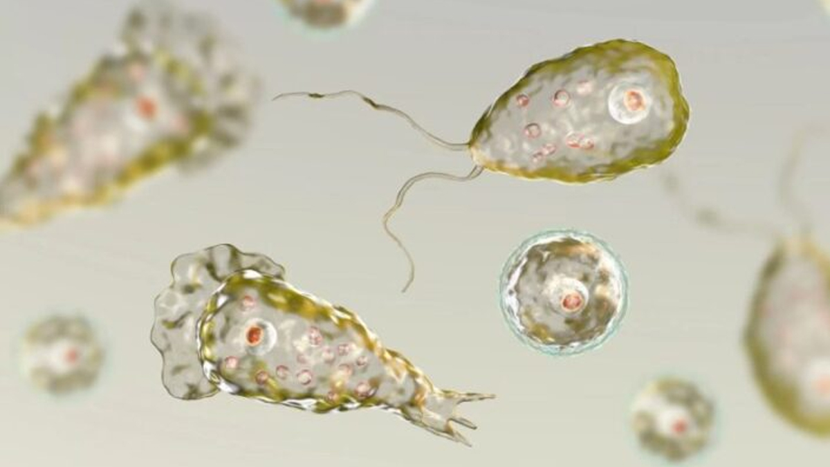 Homem morre após contrair ameba comedora de cérebro em água da torneira Departamento de saúde emitiu um alerta à população sobre a infecção