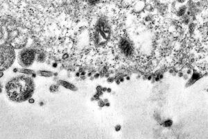 OMS destaca a produção de antivirais genéricos contra a covid-19