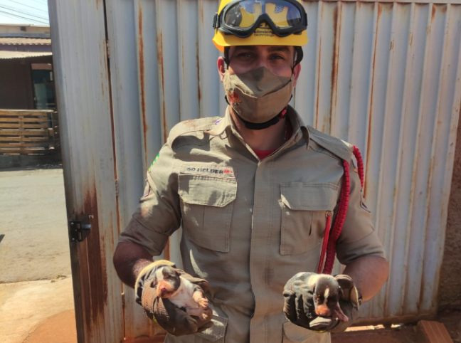 Cadela morre soterrada em Goianira, mas bombeiros conseguem salvar filhotes (Foto: Bombeiros)