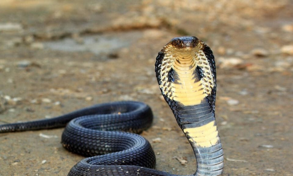 Youtuber indiano é preso pela polícia acusado de fornecer veneno de cobra como droga Caso aconteceu na Índia; confira
