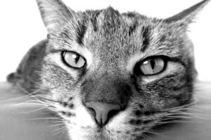 Imagem ilustrativa (Foto: Reprodução/Pixabay)