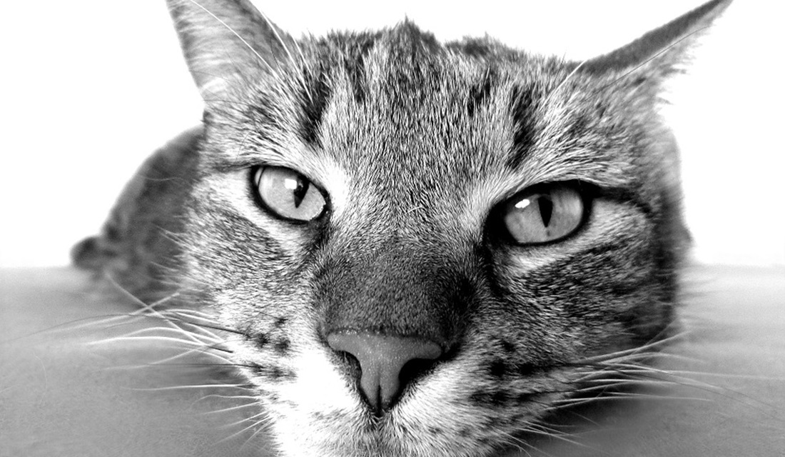 Imagem ilustrativa (Foto: Reprodução/Pixabay)