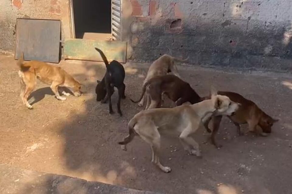 Polícia encontra nove cães desnutridos em residência de Aparecida  (Foto: Divulgação/Polícia Civil)