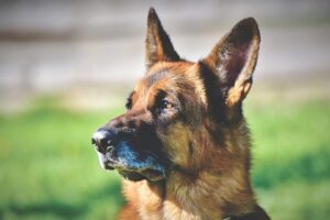 Imagem ilustrativa (Foto: Reprodução/Pixabay)