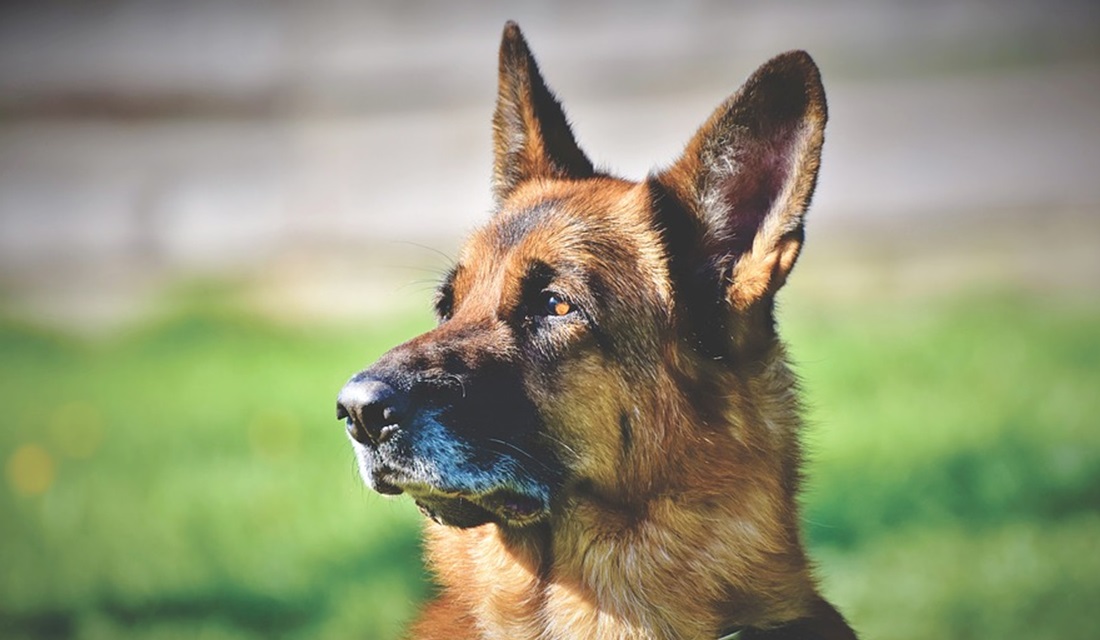 Imagem ilustrativa (Foto: Reprodução/Pixabay)