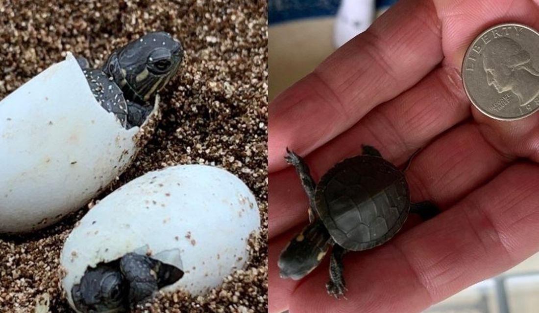Cientista faz 'cesárea' em tartaruga atropelada e salva ovos de 7 filhotes, nos EUA (Foto: Reprodução/Twitter)