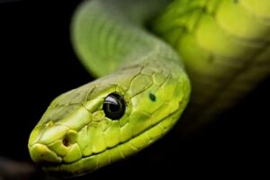 Chef corta cabeça de cobra fora e é morto ao ser picado 20 minutos depois