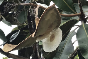 Pesquisadores da UFG encontram espécies raras de flora no Cerrado