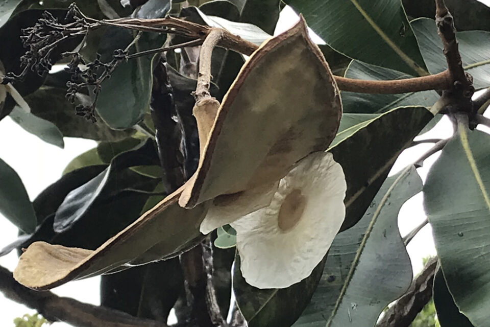 Pesquisadores da UFG encontram espécies raras de flora no Cerrado