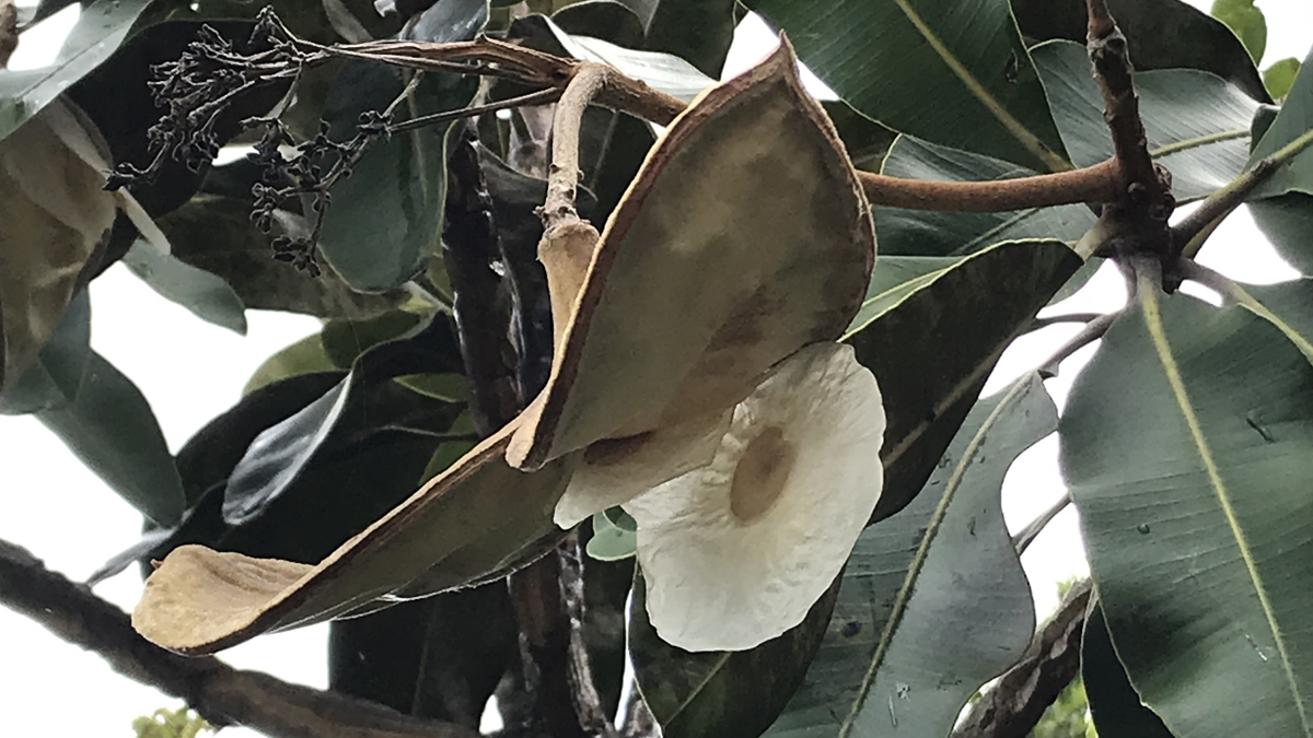 Pesquisadores da UFG encontram espécies raras de flora no Cerrado