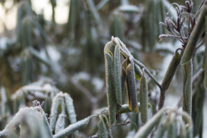 BB anuncia R$ 2 bilhões em financiamentos a produtores afetados por geadas