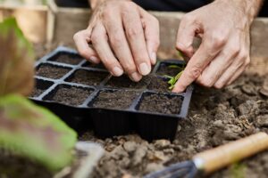 Sem dinheiro, venezuelanos cultivam hortas em casa para se alimentar