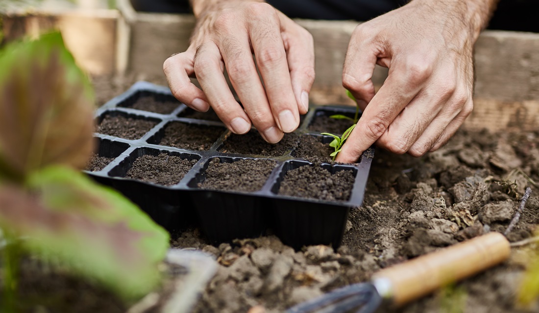 Sem dinheiro, venezuelanos cultivam hortas em casa para se alimentar