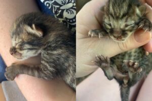 Casal resgata jaguatirica depois de confundi-lo com filhote de gato abandonado em Nerópolis