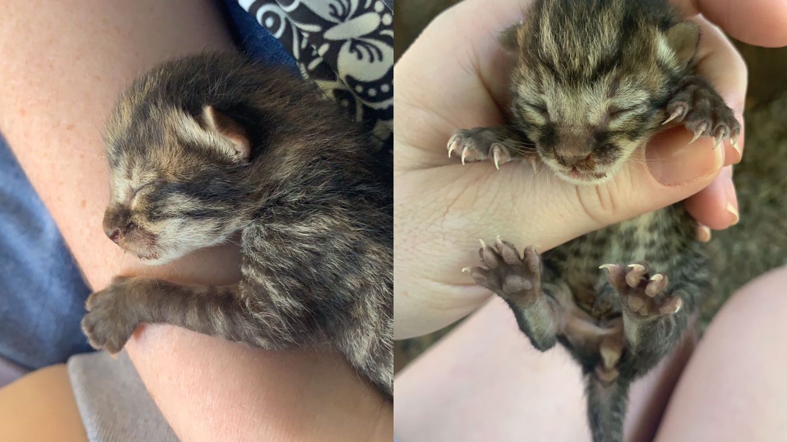 Casal resgata jaguatirica depois de confundi-lo com filhote de gato abandonado em Nerópolis