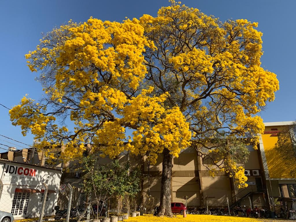Goiânia prepara tombamento de ipê amarelo mais antigo da cidade
