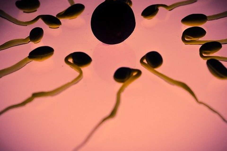 Homens recorrem ao congelamento de sêmen para adiar paternidade