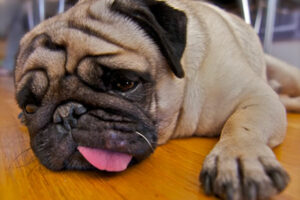 BAIXA UMIDADE DO AR: Confira dicas de cuidados com animais para amenizar o efeito do tempo seco em Goiás. (Foto: reprodução/Quatree)