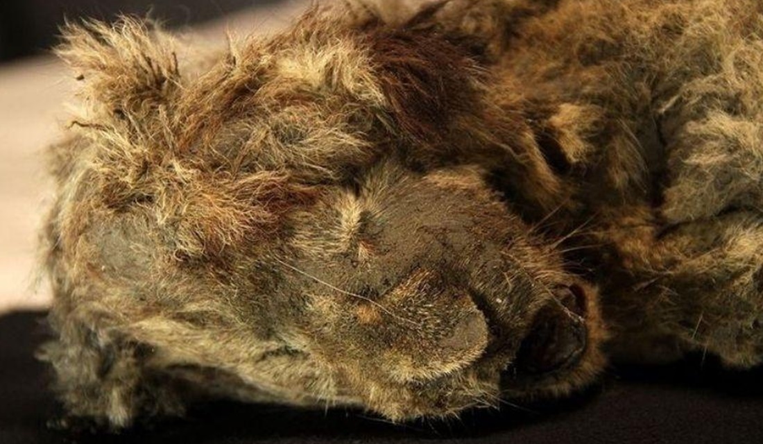 Leão-das-cavernas é achado após ficar congelado na Sibéria por 28 mil anos