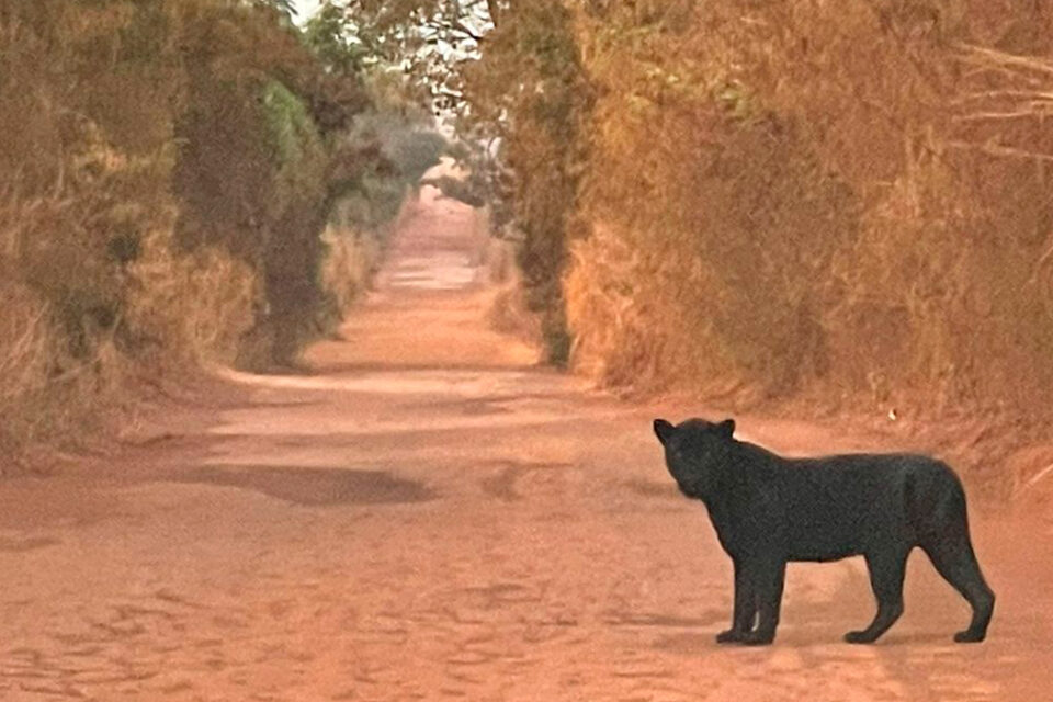 Onça-preta é fotografada em estrada próxima a Cocalinho (MT) (Foto: Yane Katharine)