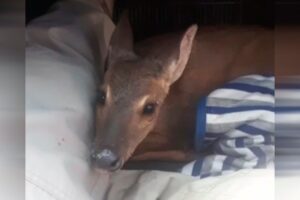 Veado foi transportado ao Cetas, em Goiânia - Família se uniu a policiais para salvar veado atropelado na BR-060, em Guapó. veado-campeiro ficou ferido na rodovia até chegada da PRF