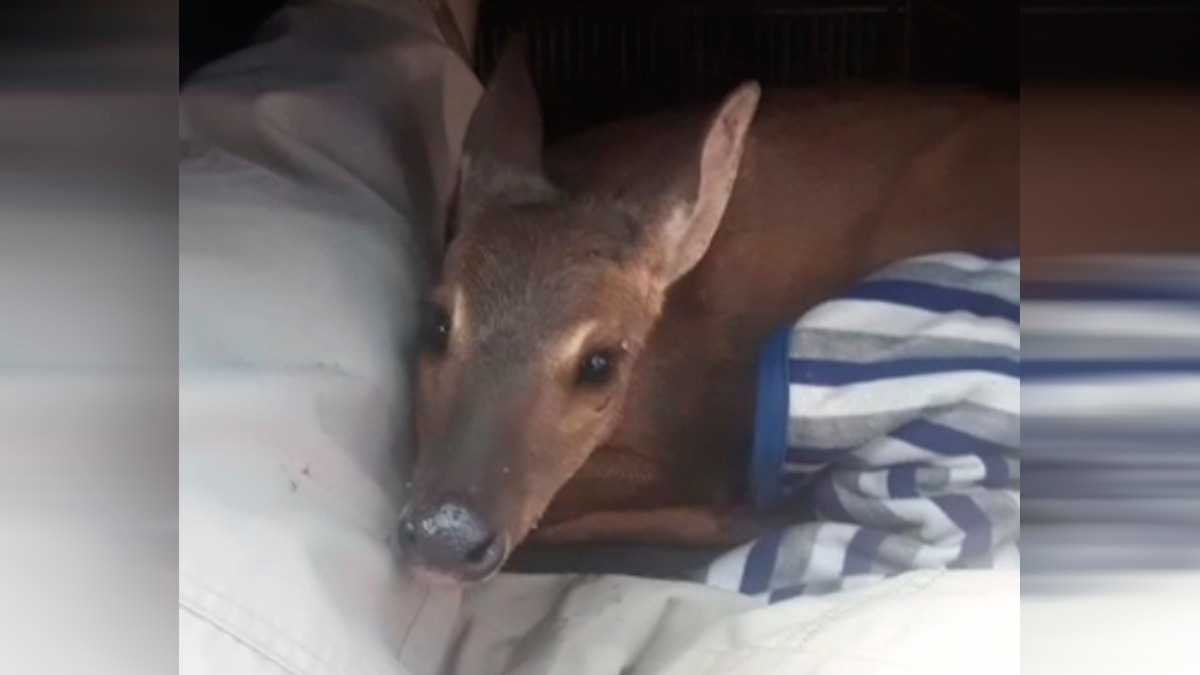 Veado foi transportado ao Cetas, em Goiânia - Família se uniu a policiais para salvar veado atropelado na BR-060, em Guapó. veado-campeiro ficou ferido na rodovia até chegada da PRF