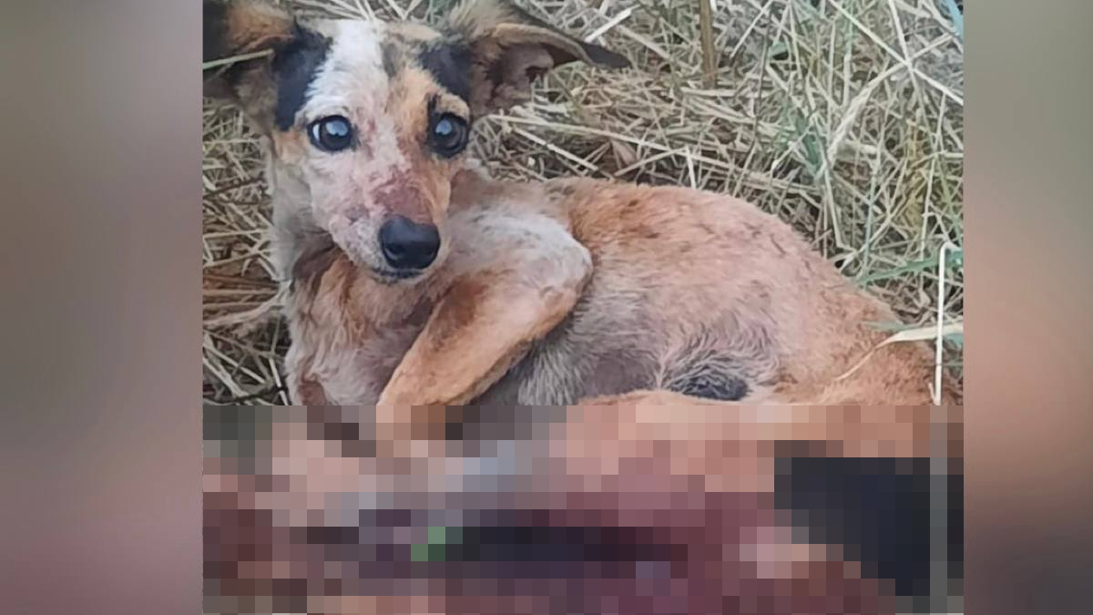 Cadela aparece ensanguentada nas patas traseiras e região genital. Ela olha assustada, enquanto está deitada em um gramado seco. Foto ilustra chamada: Suspeito de castrar 3 cães sem autorização é preso em Jataí