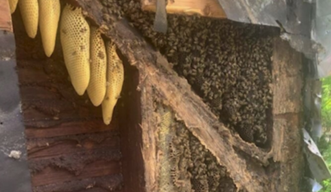 Casal paga R$ 62 mil para retirar 450 mil abelhas de dentro de suas paredes (Foto: Reprodução/Arquivo Pessoal/Allan Latanzi)