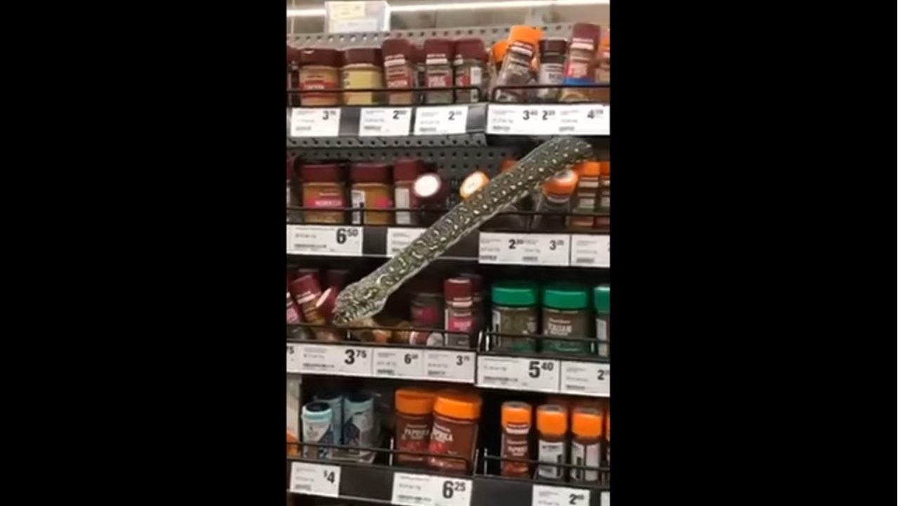 INUSITADO: Mulher encontra cobra em prateleira de supermercado na Austrália. O caso ocorreu no último dia 18 de agosto.