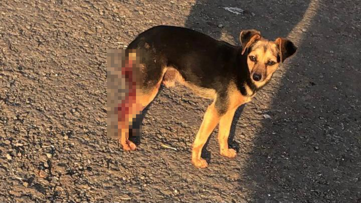 Cachorro de cor preta e camarelo aparece na imagem em pé, com as patas traseiras ensanguentadas. Foto ilustra chamada: Suspeito de castrar 3 cães sem autorização é preso em Jataí